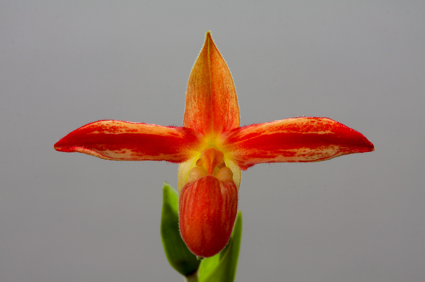 Phragmipedium besseae Besseae