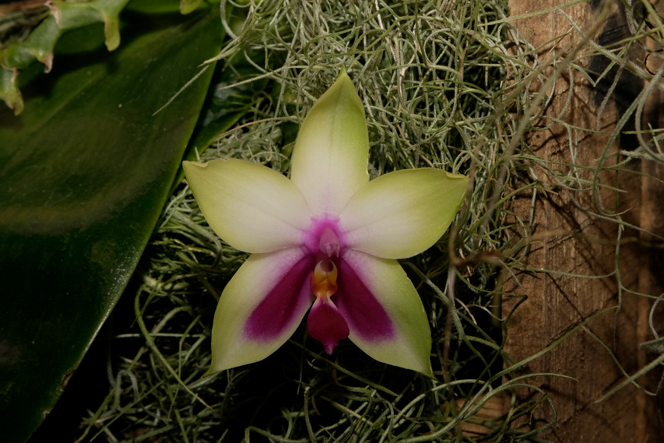 Expo-vente d'Orchidées à l'Union-Toulouse les 4,5 et 6 Novembre 2016 Expo_2016_10