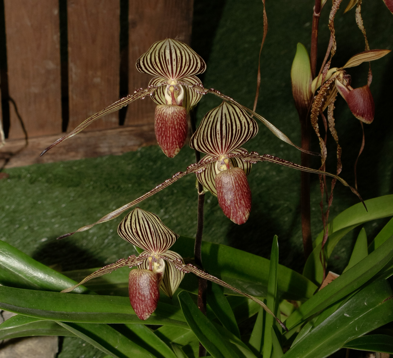 Expo-vente d'Orchidées à l'Union-Toulouse les 4,5 et 6 Novembre 2016 Expo_2016_12