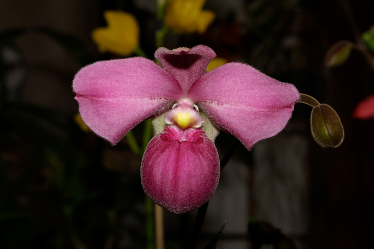 Expo-vente d'Orchidées à l'Union-Toulouse les 4,5 et 6 Novembre 2016 Expo_2016_14