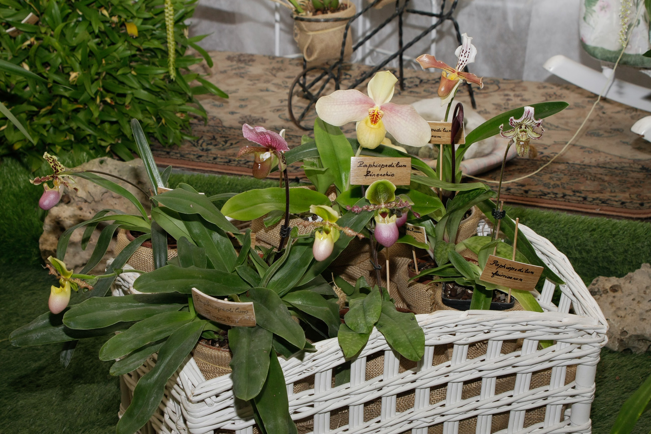 Expo-vente d'Orchidées à l'Union-Toulouse les 4,5 et 6 Novembre 2016 Expo_2016_16