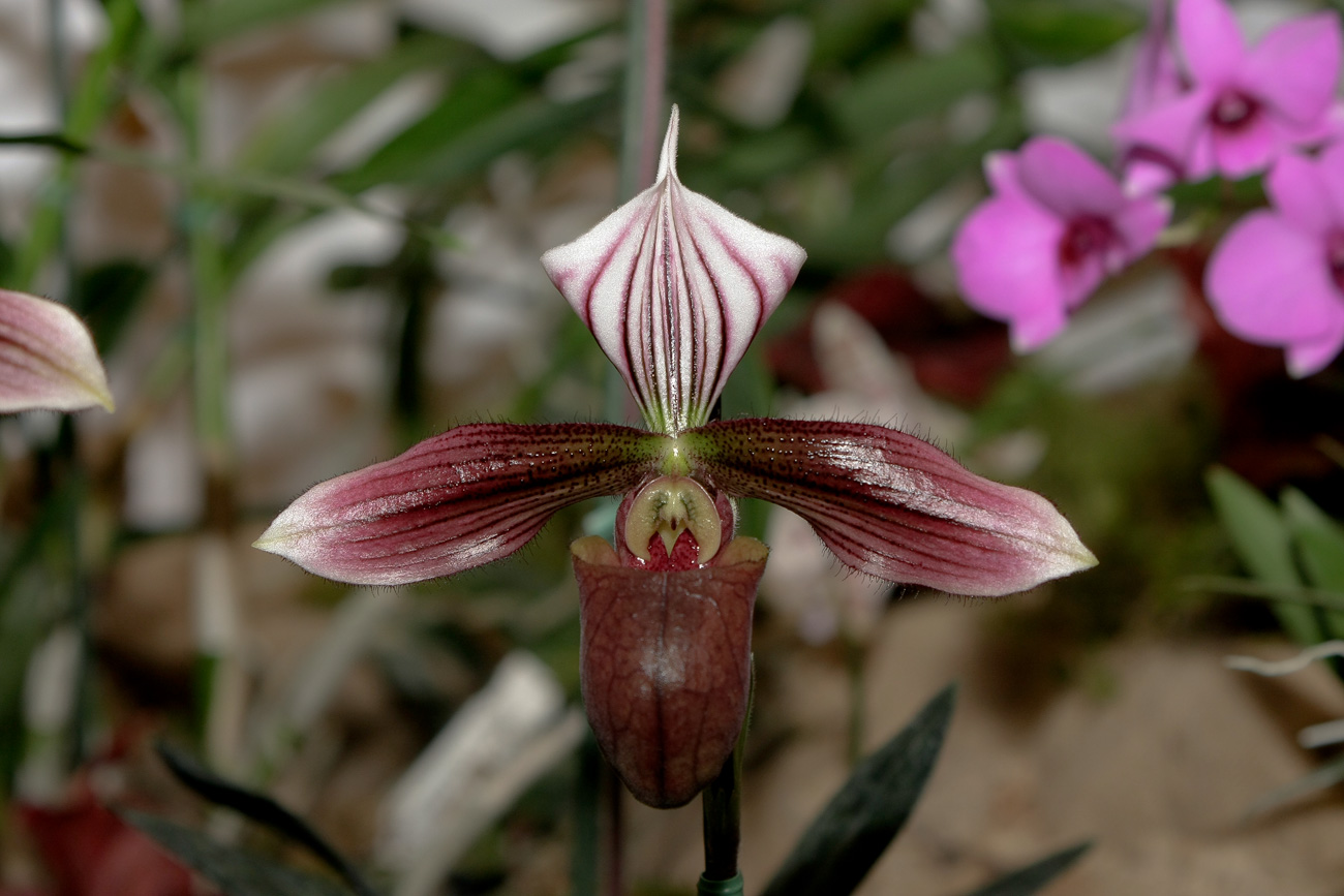 Expo-vente d'Orchidées à l'Union-Toulouse les 4,5 et 6 Novembre 2016 Expo_2016_2