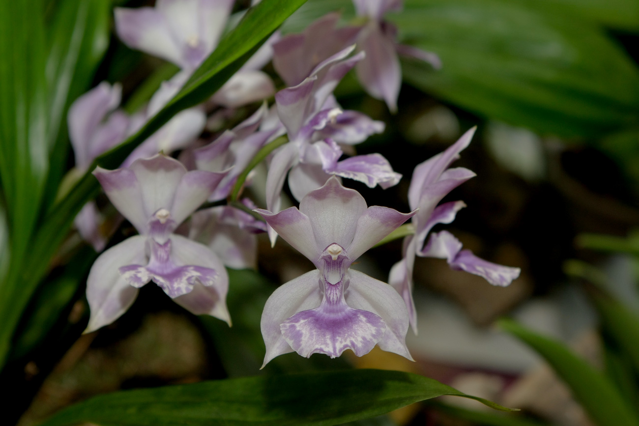 Expo-vente d'Orchidées à l'Union-Toulouse les 4,5 et 6 Novembre 2016 Expo_2016_3