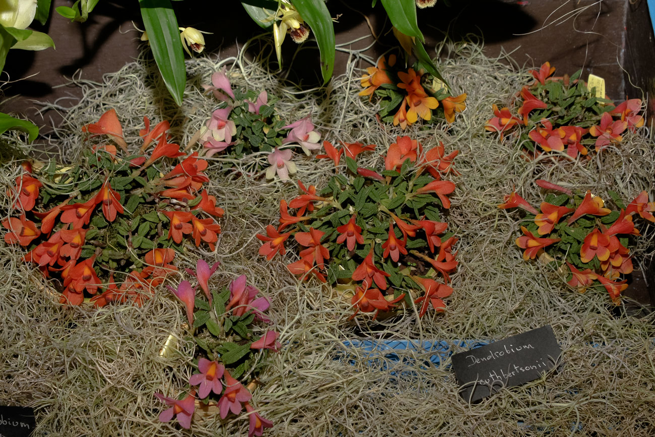 Expo-vente d'Orchidées à l'Union-Toulouse les 4,5 et 6 Novembre 2016 Expo_2016_5