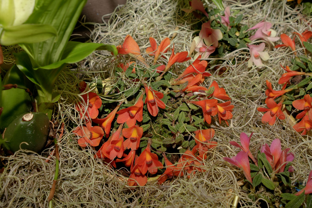 Expo-vente d'Orchidées à l'Union-Toulouse les 4,5 et 6 Novembre 2016 Expo_2016_6