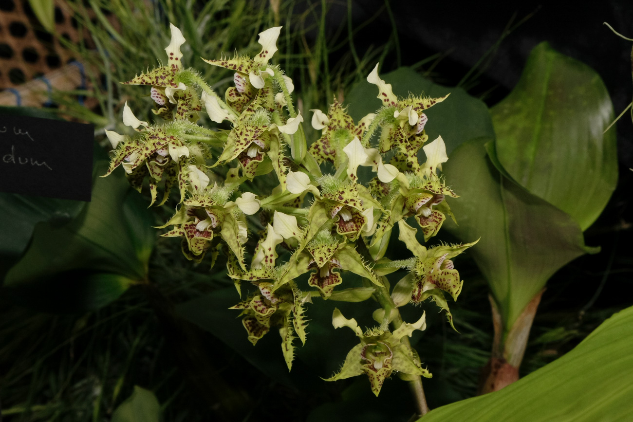 Expo-vente d'Orchidées à l'Union-Toulouse les 4,5 et 6 Novembre 2016 Expo_2016_9