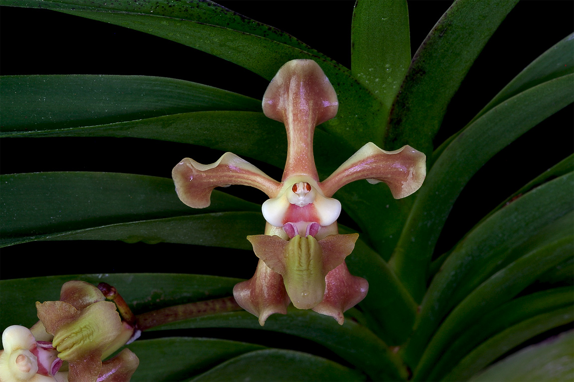 Vanda helvola Helvola
