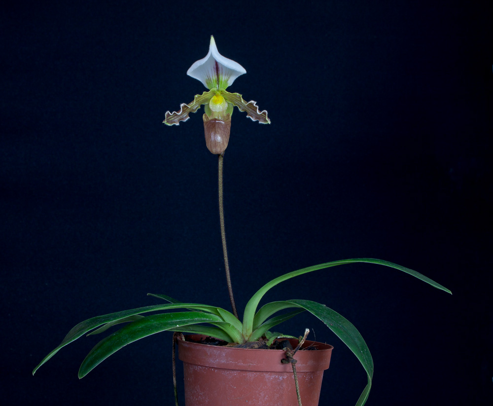 Paphiopedilum tranlienianum main image 0