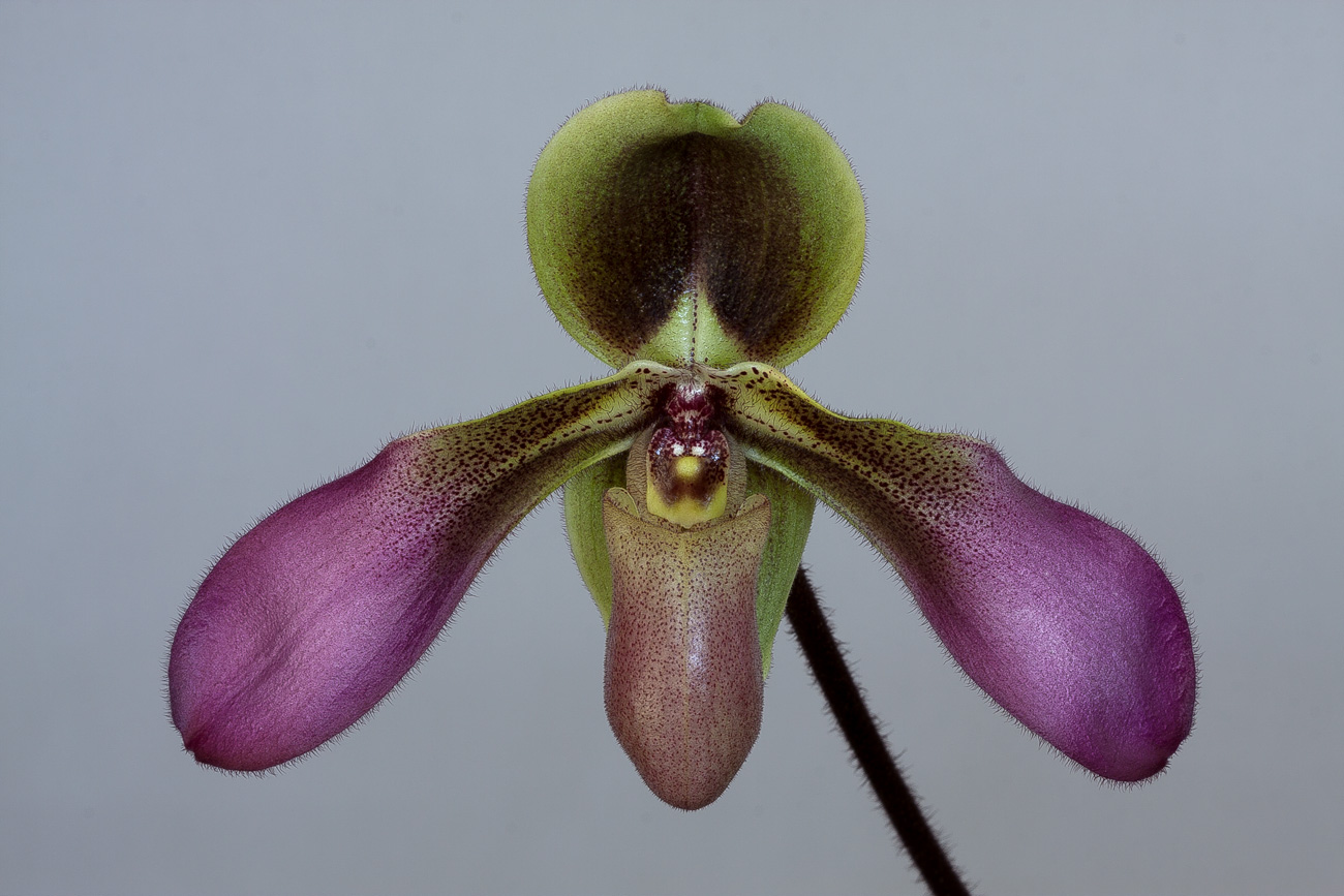 Paphiopedilum hirsutissimum var. esquirolii Esquirolii2