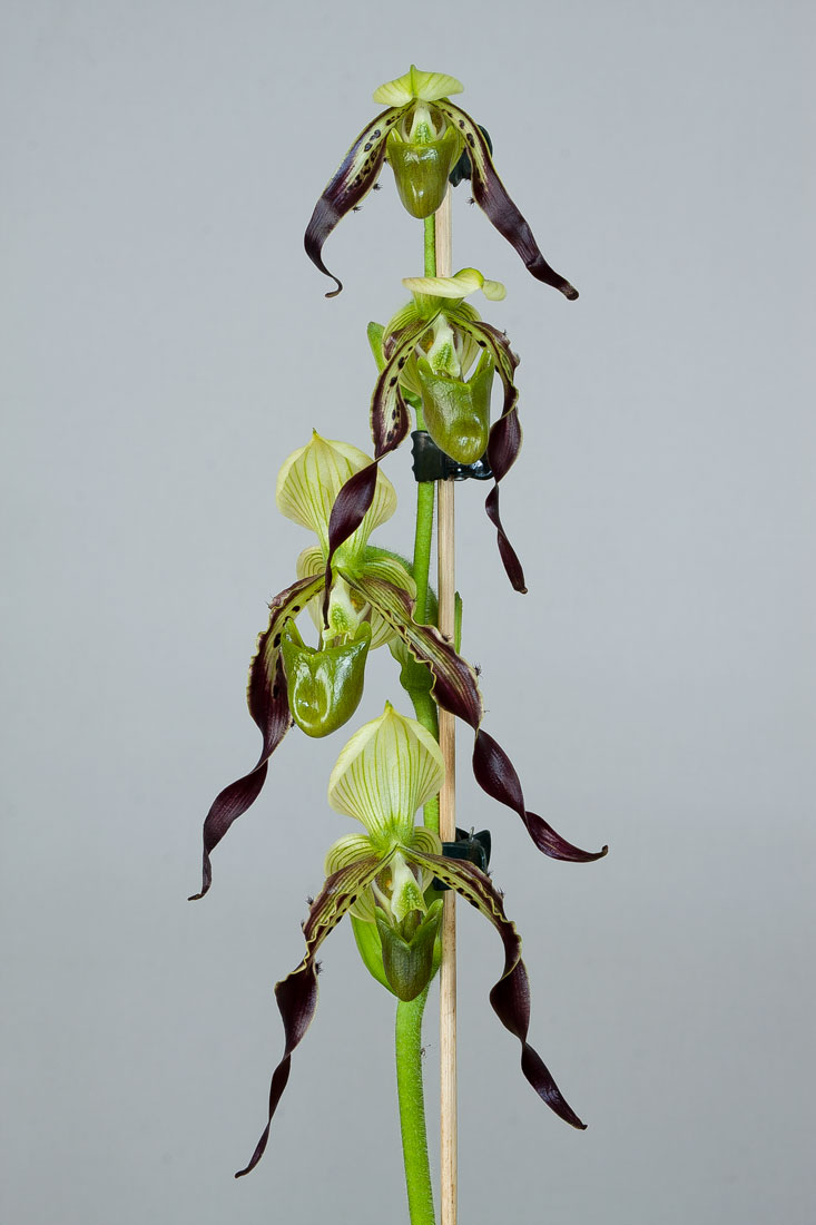Paphiopedilum parishii
