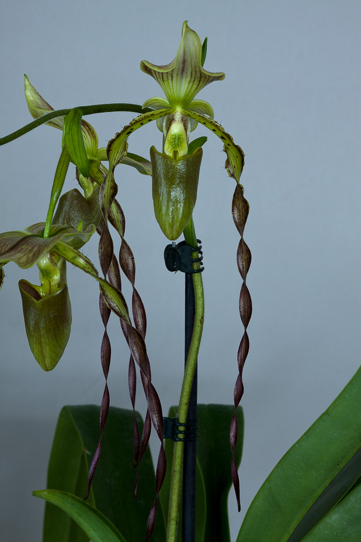 Paphiopedilum parishii x William Trelease ( parishii x rothschildianum )