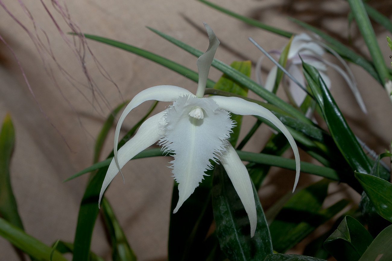 Expo Toulouse....quelques pépites de ce premier jour ! Brassavola_David_Sanders