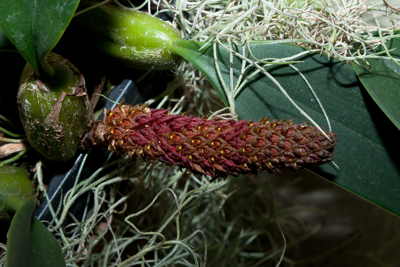 Expo Toulouse....quelques pépites de ce premier jour ! Bulbophyllum_crassipes