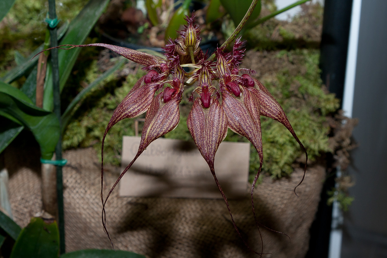 Expo Toulouse....quelques pépites de ce premier jour ! Bulbophyllum_rothschildianum
