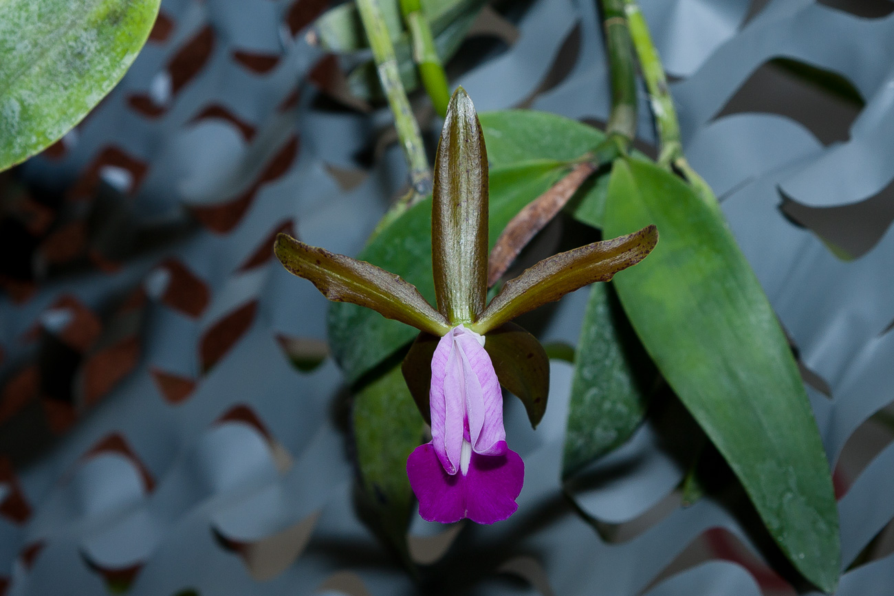 Expo Toulouse....quelques pépites de ce premier jour ! Cattleya_dormaniana