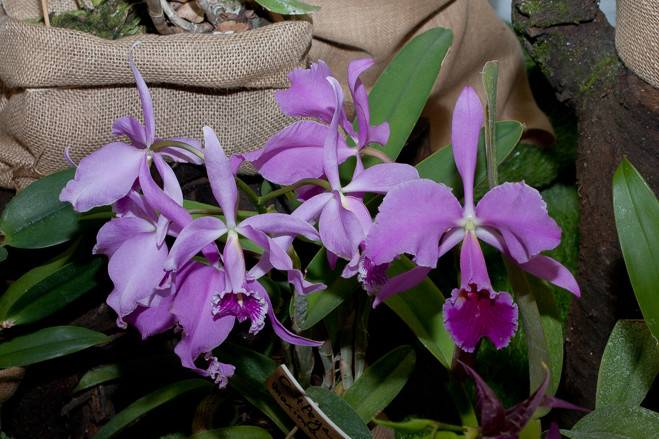 Expo Toulouse....quelques pépites de ce premier jour ! Cattleya_maxima