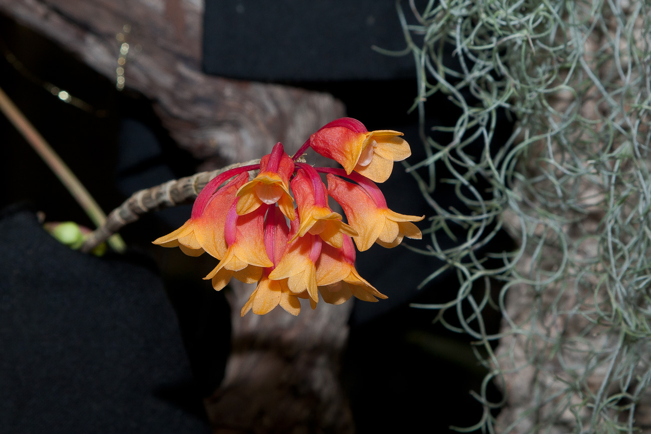 Expo Toulouse....quelques pépites de ce premier jour ! Dendrobium_lawesii