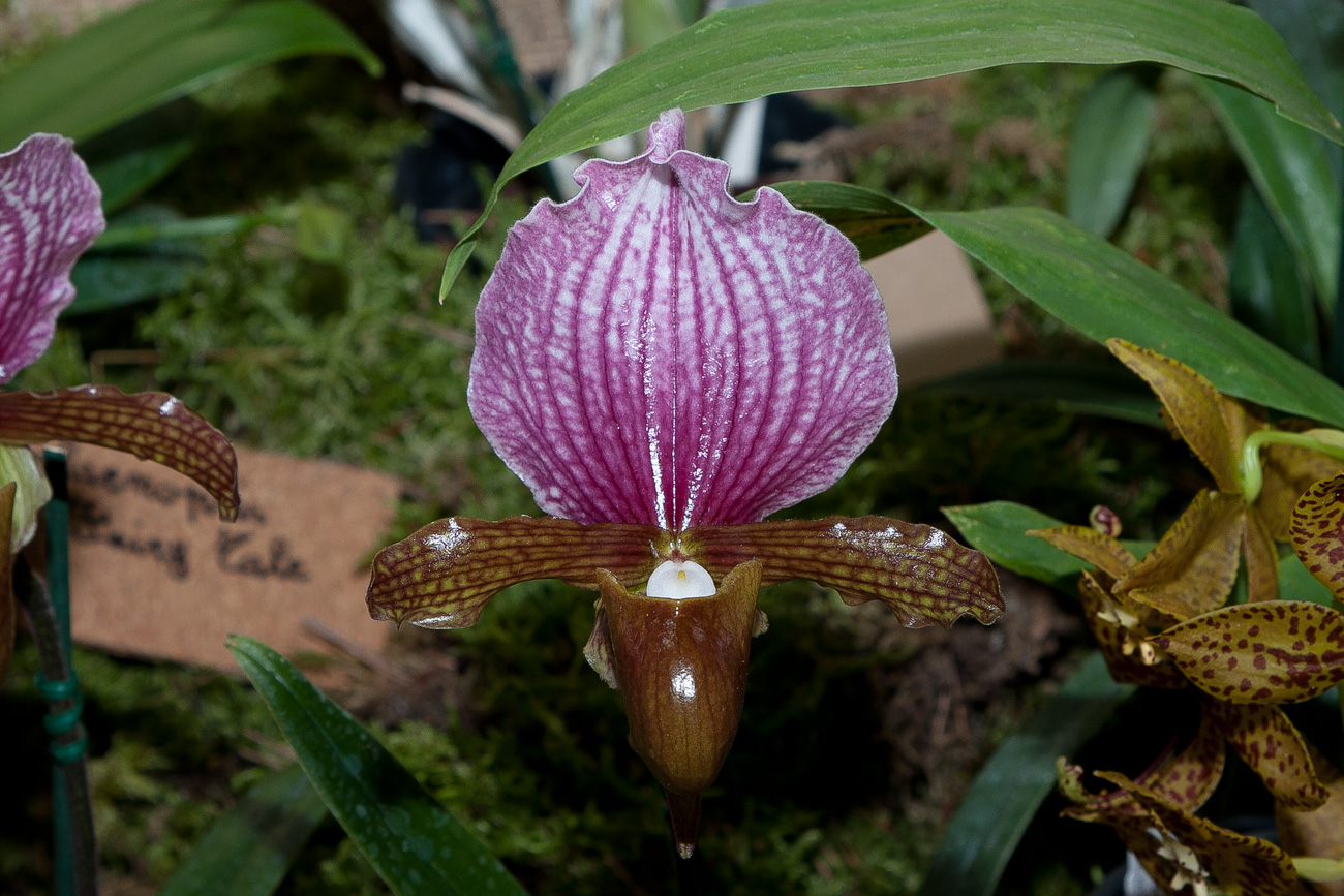 Expo Toulouse....quelques pépites de ce premier jour ! Paphiopedilum_charlesworthii