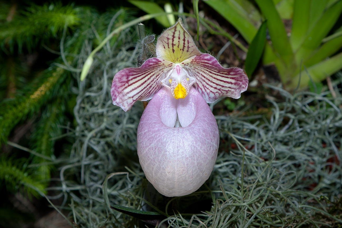 Expo Toulouse....quelques pépites de ce premier jour ! Paphiopedilum_micranthum