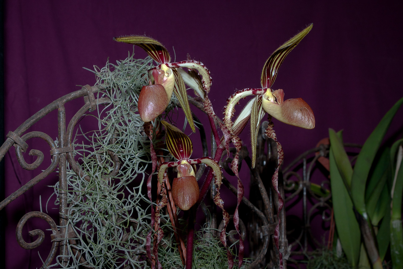 Expo Toulouse....quelques pépites de ce premier jour ! Paphiopedilum_sanderianum