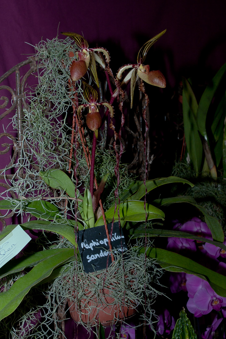 Expo Toulouse....quelques pépites de ce premier jour ! Paphiopedilum_sanderianum2