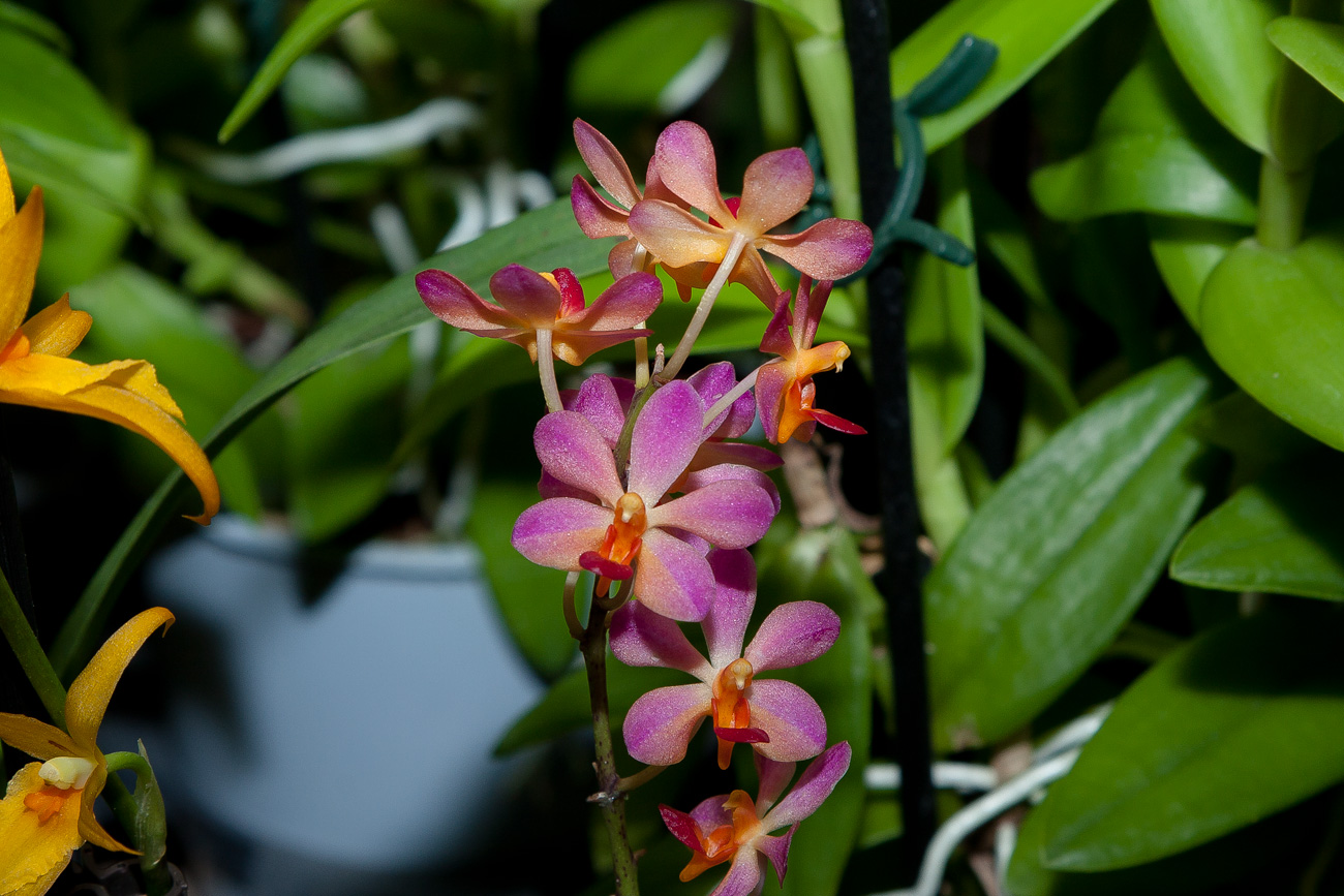 Phal_pulcherrima_x_Asco_miniatum.jpg