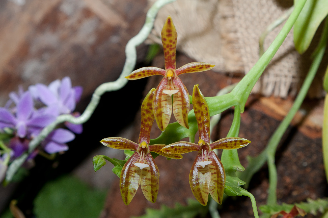 Expo Toulouse....quelques pépites de ce premier jour ! Phalaenopsis_cornu-cervi