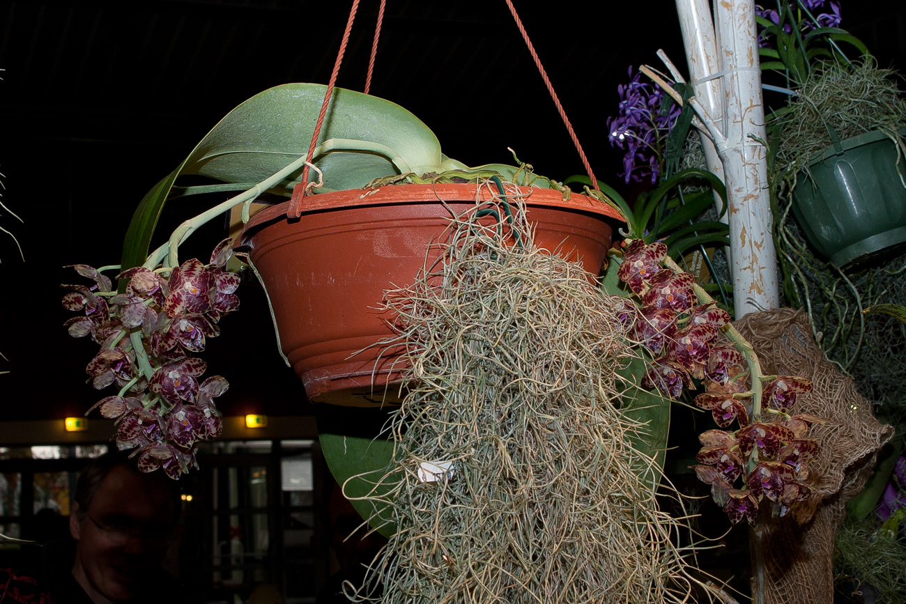 Expo Toulouse....quelques pépites de ce premier jour ! Phalaenopsis_gigantea