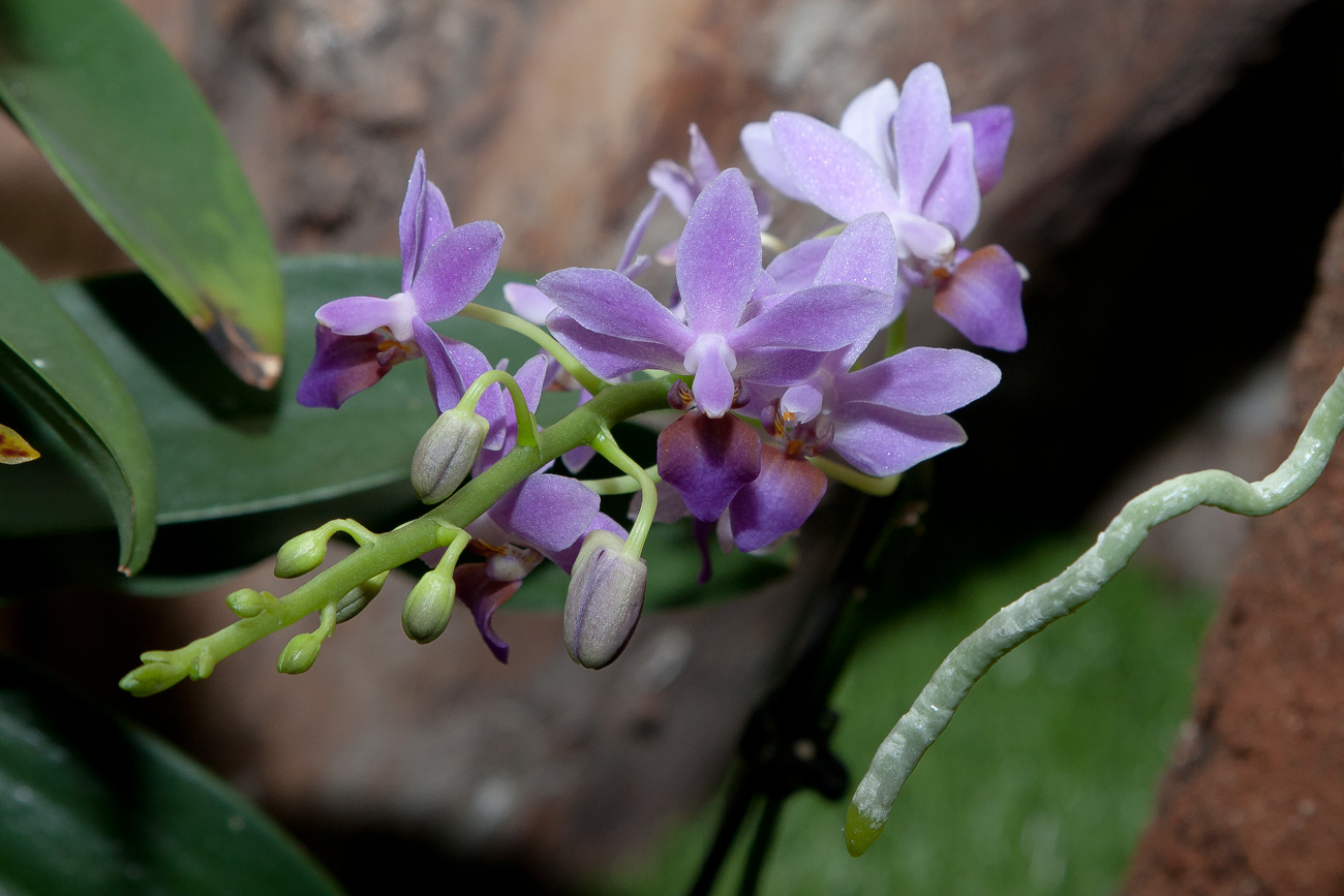 Expo Toulouse....quelques pépites de ce premier jour ! Phalaenopsis_pulcherrima_v_coerulea