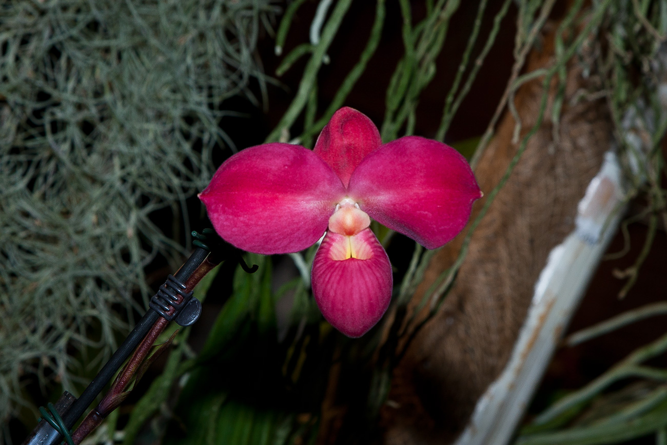 Expo Toulouse....quelques pépites de ce premier jour ! Phragmipedium_Fritz_Schomburg
