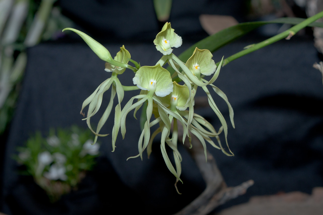 Expo Toulouse....quelques pépites de ce premier jour ! Prosthechea_cochleata_alba