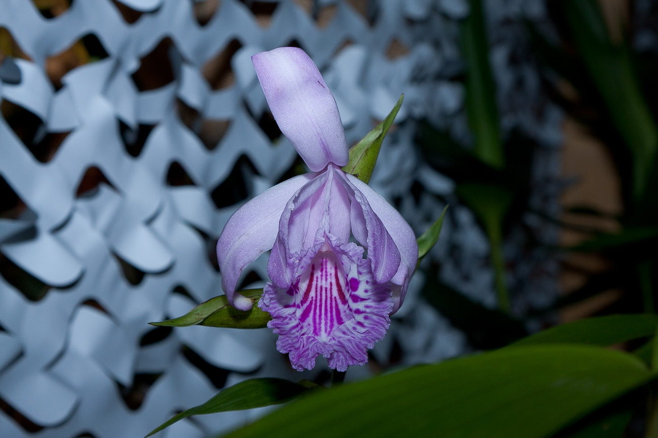 Expo Toulouse....quelques pépites de ce premier jour ! Sobralia_rosea