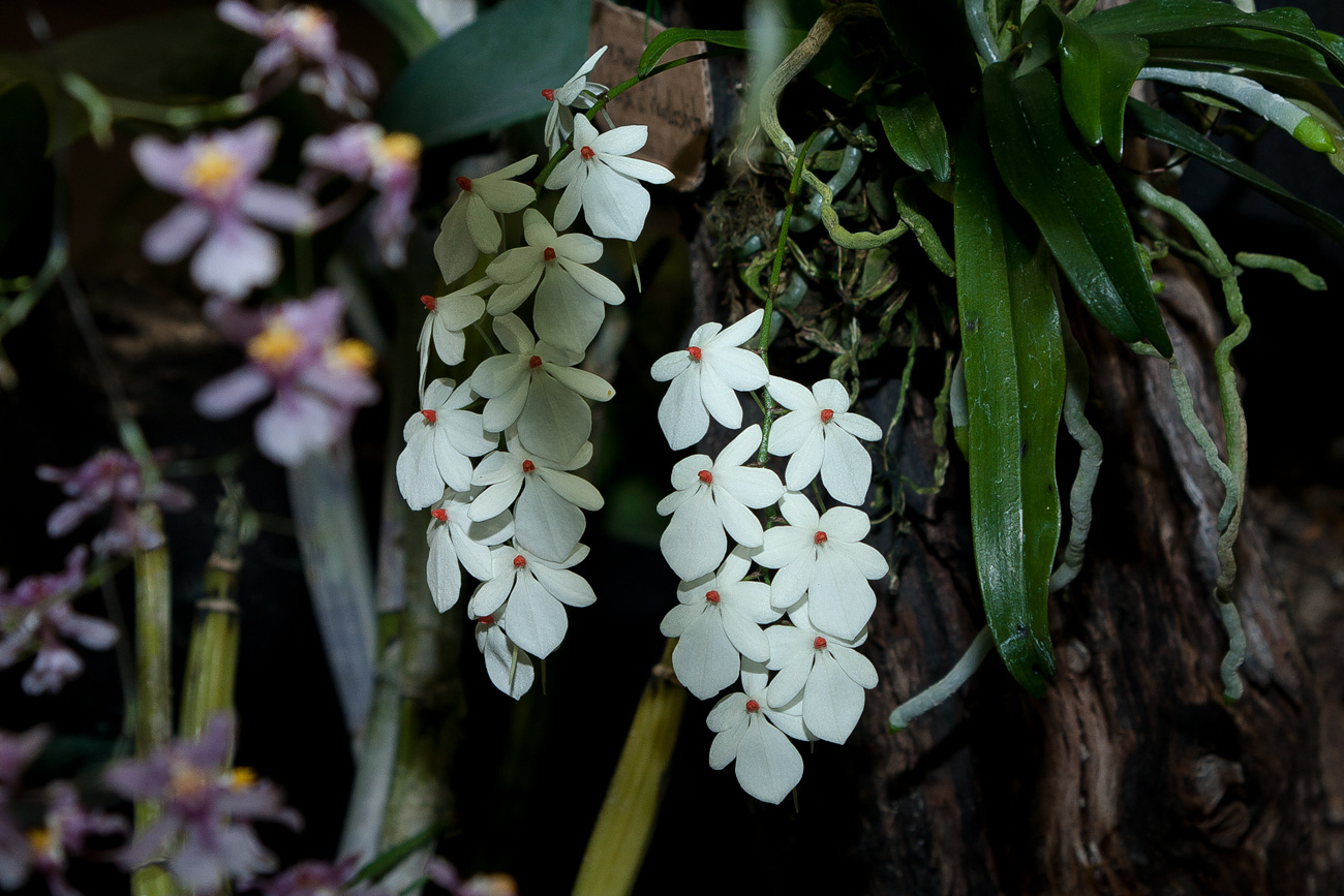 aerangis_luteo-alba_v_rhodosticta.jpg