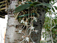 Aerangis appendiculata