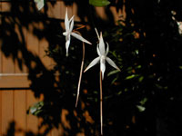 Aerangis arachnopus