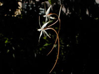 Aerangis arachnopus