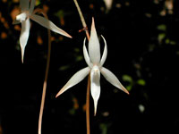 Aerangis arachnopus