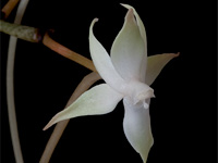 Aerangis brachycarpa