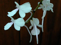 Aerangis citrata