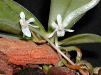 Aerangis macrocentra