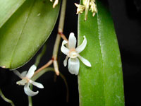 Aerangis macrocentra