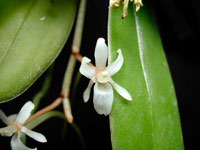 Aerangis macrocentra