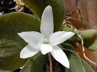 Aerangis fastuosa