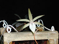 Aerangis fastuosa<br /> ssp. francoisii