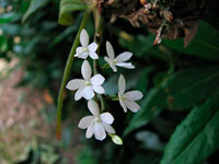 Aerangis hologlottis