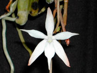 Aerangis kirkii