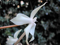 Aerangis kotschyana