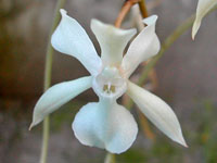 Aerangis kotschyana