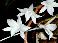 Aerangis modesta