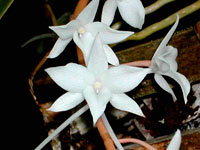 Aerangis modesta